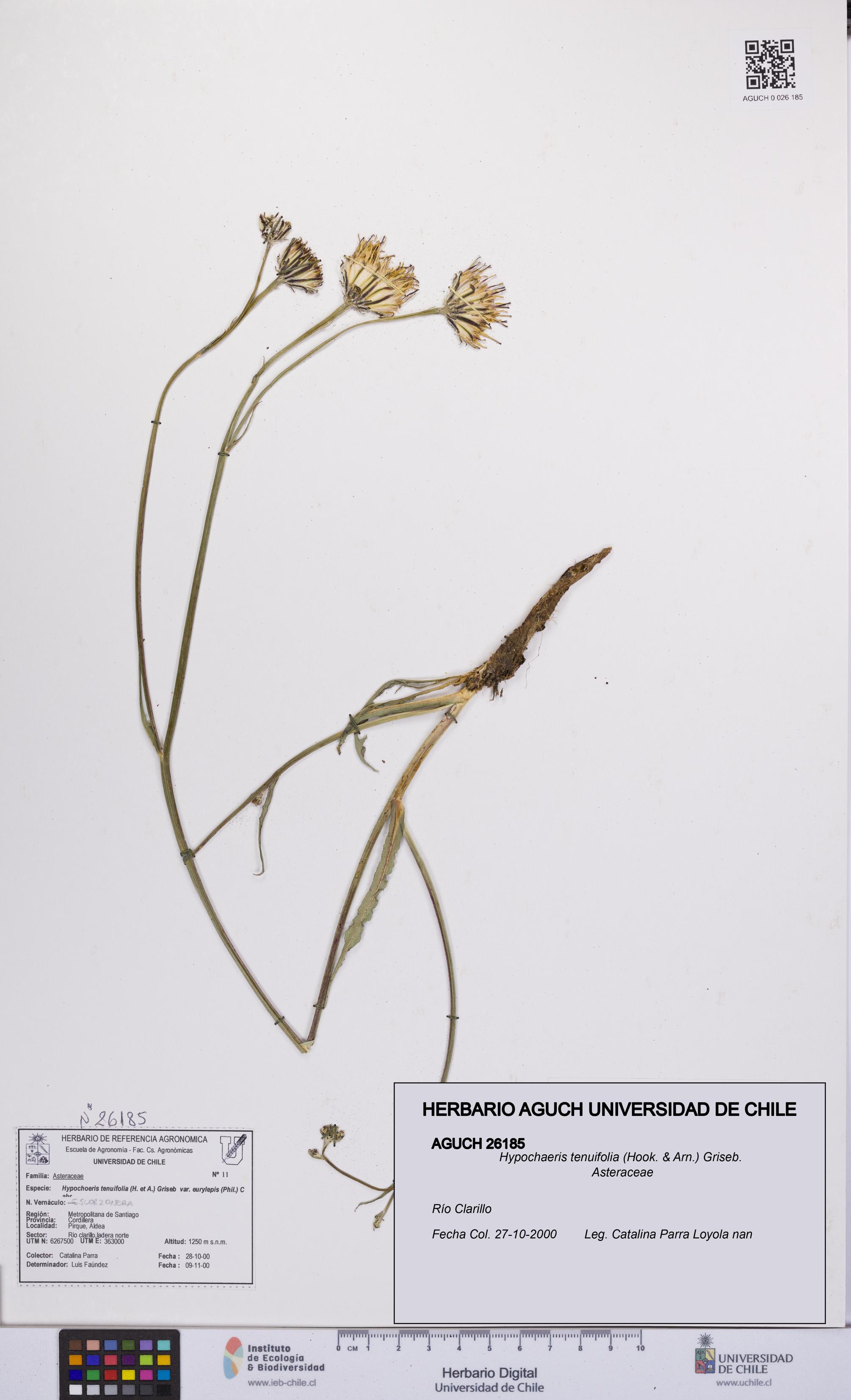 Hypochaeris tenuifolia [Espécimen: UCH:AGUCH:0026185]