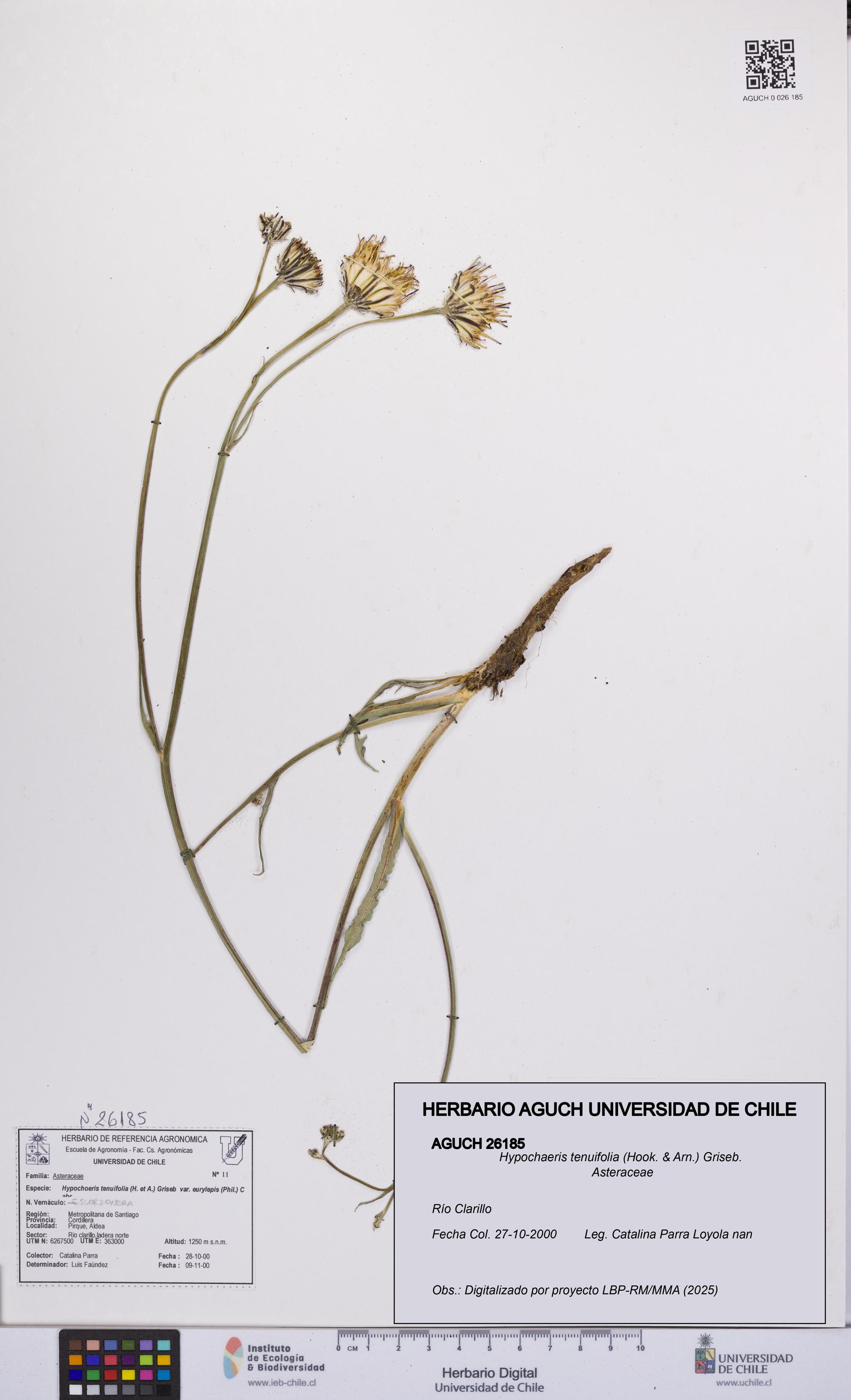 Hypochaeris tenuifolia [Espécimen: UCH:AGUCH:0026185]