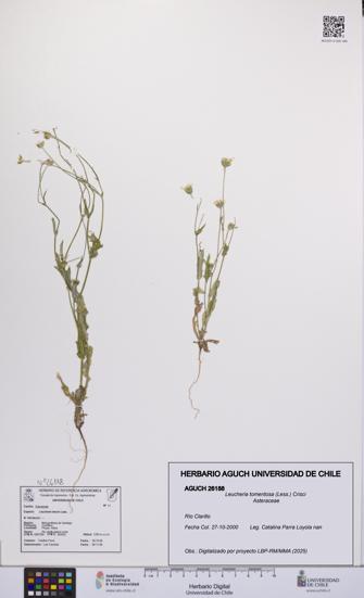 Leucheria tomentosa [Espécimen: UCH:AGUCH:0026188]