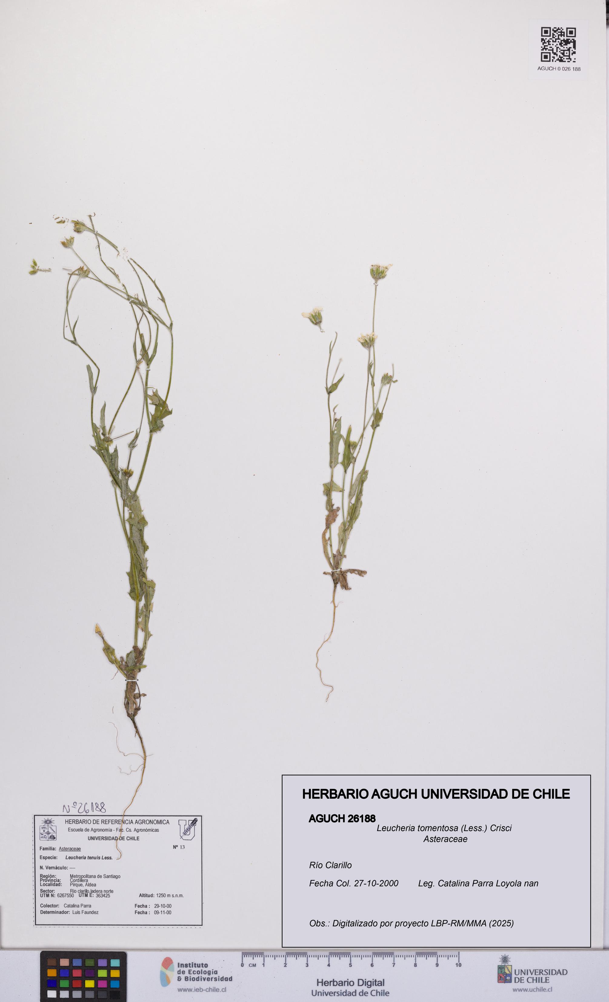 Leucheria tomentosa [Espécimen: UCH:AGUCH:0026188]