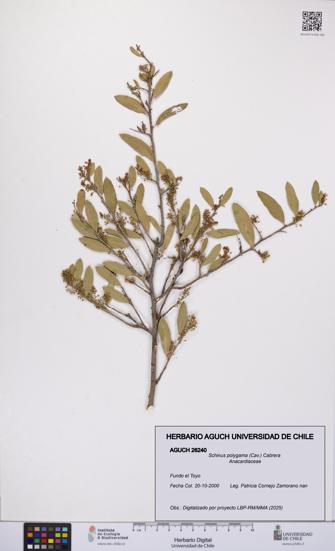 Schinus polygama [Espécimen: UCH:AGUCH:0026240]