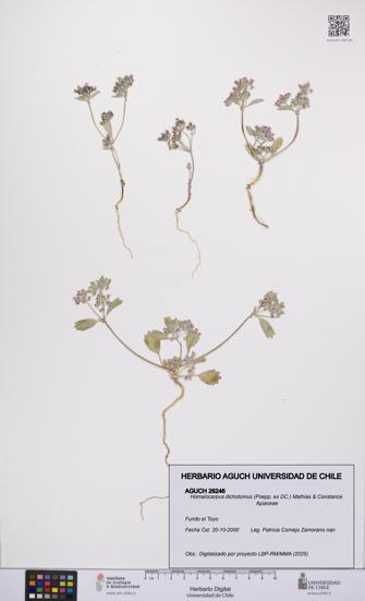 Homalocarpus dichotomus [Espécimen: UCH:AGUCH:0026246]