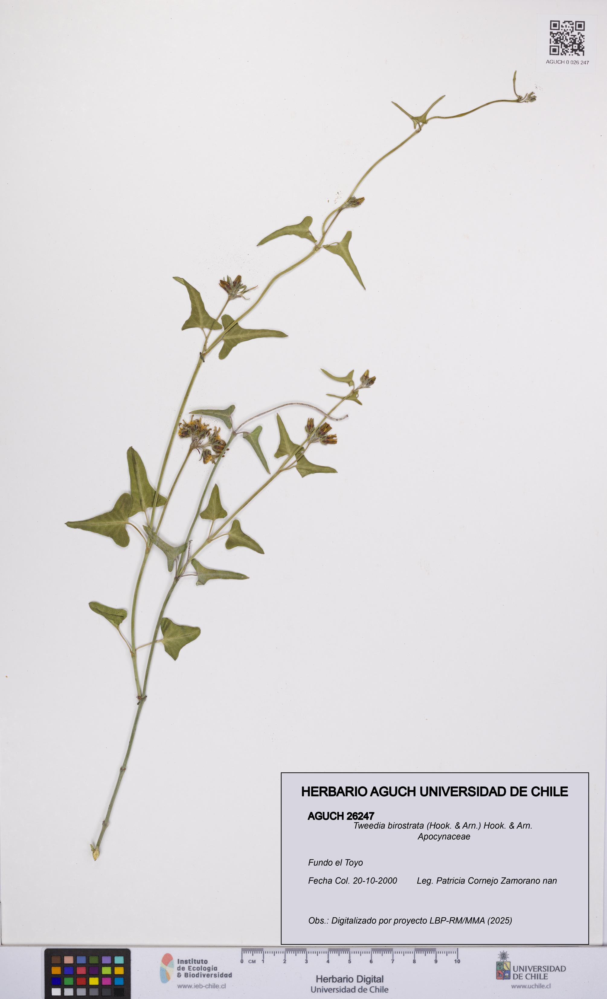 Tweedia birostrata [Espécimen: UCH:AGUCH:0026247]