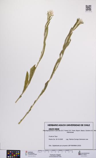 Pseudognaphalium cabrerae [Espécimen: UCH:AGUCH:0026248]