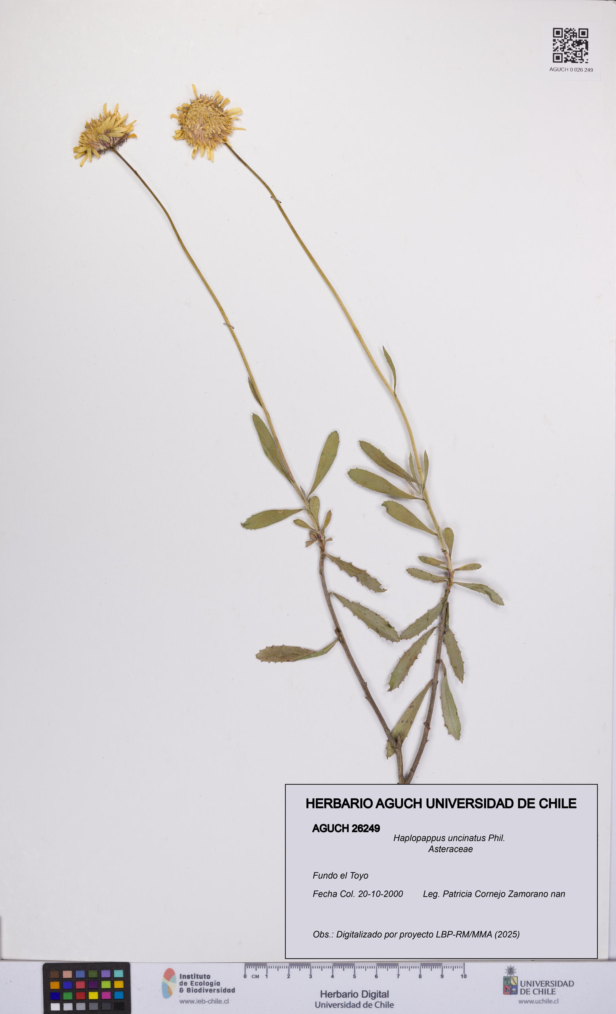 Haplopappus uncinatus [Espécimen: UCH:AGUCH:0026249]