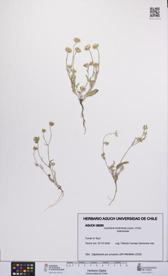 Leucheria tomentosa [Espécimen: UCH:AGUCH:0026250]