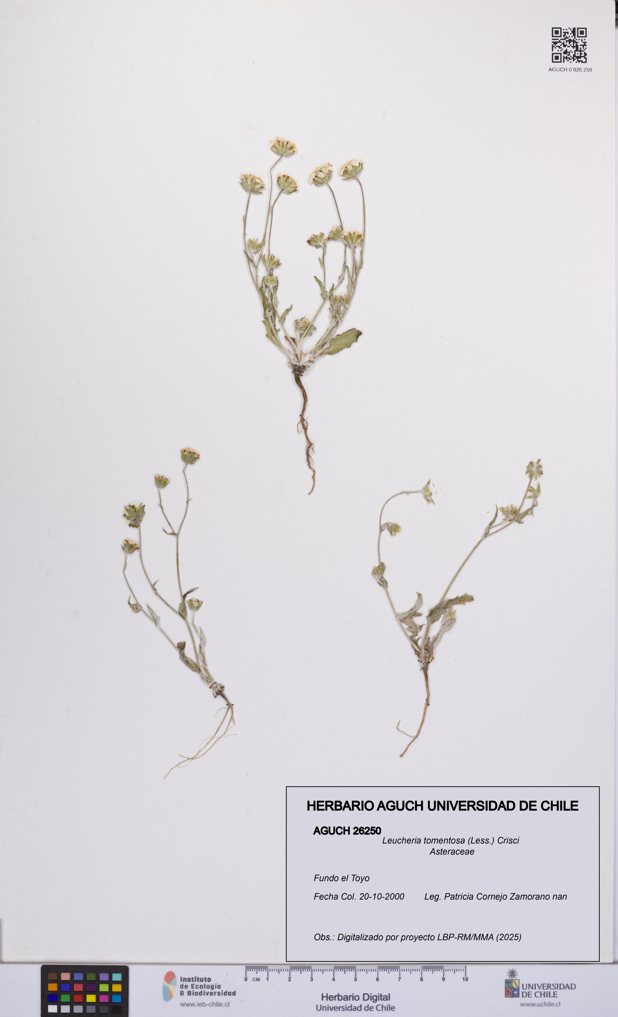 Leucheria tomentosa [Espécimen: UCH:AGUCH:0026250]