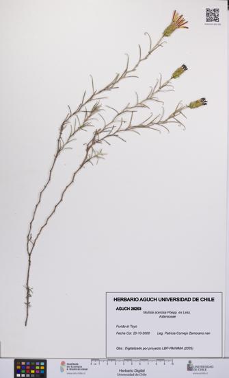 Mutisia acerosa [Espécimen: UCH:AGUCH:0026253]