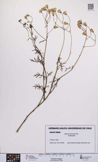 Senecio tocornalii [Espécimen: UCH:AGUCH:0026254]