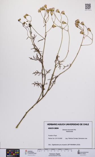Senecio tocornalii [Espécimen: UCH:AGUCH:0026254]