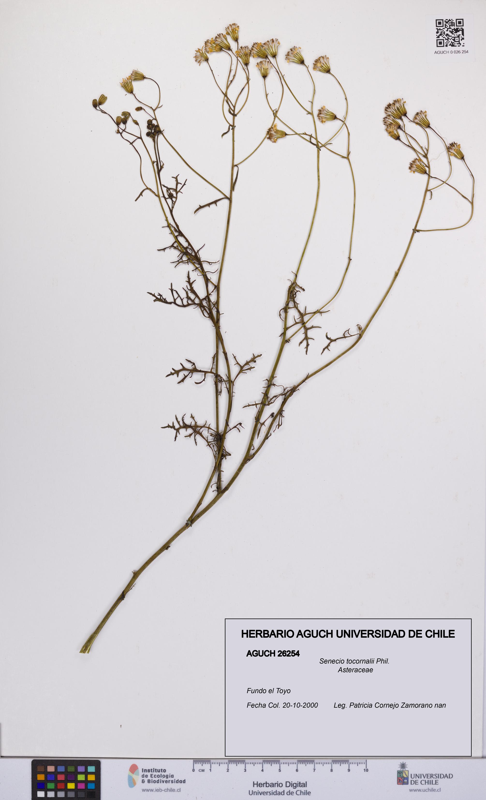 Senecio tocornalii [Espécimen: UCH:AGUCH:0026254]