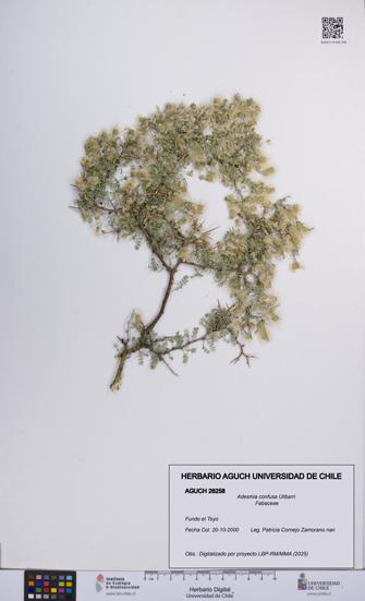 Adesmia confusa [Espécimen: UCH:AGUCH:0026258]