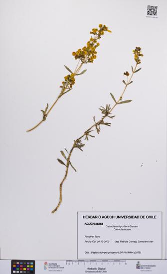 Calceolaria thyrsiflora [Espécimen: UCH:AGUCH:0026263]