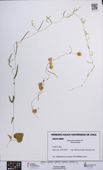 Dioscorea acerifolia [Espécimen: UCH:AGUCH:0026264]