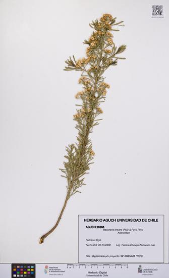 Baccharis linearis [Espécimen: UCH:AGUCH:0026268]