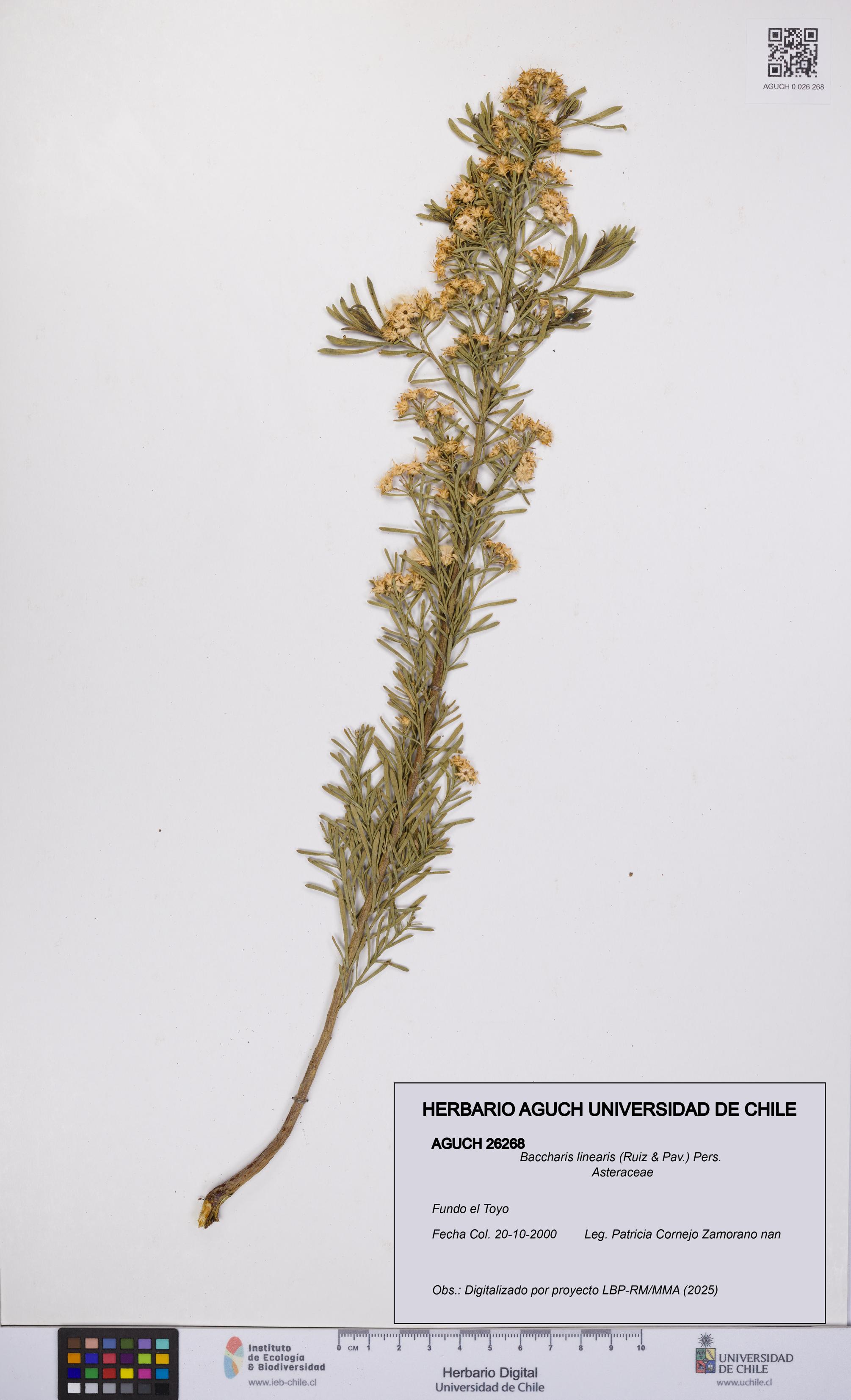Baccharis linearis [Espécimen: UCH:AGUCH:0026268]