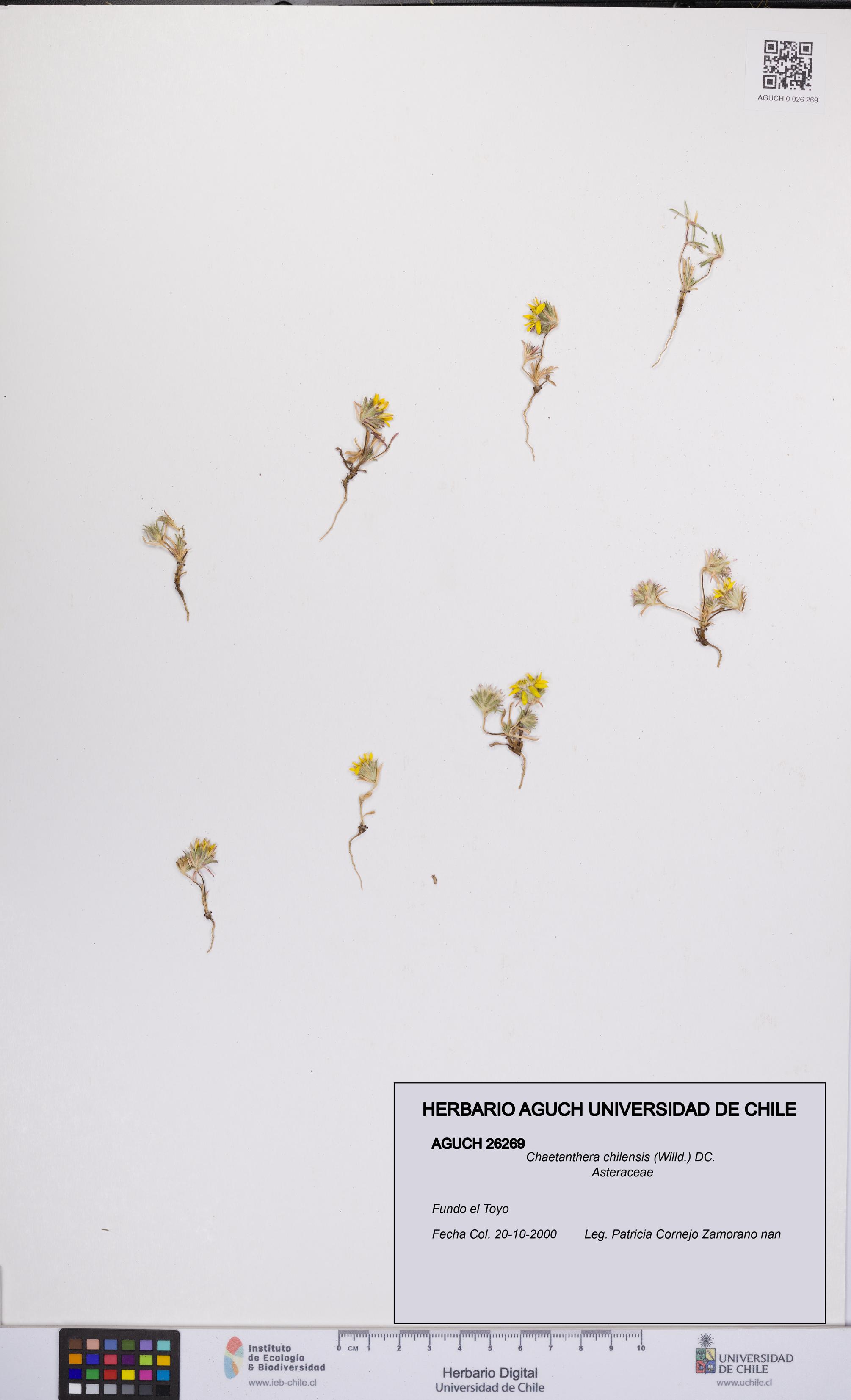 Chaetanthera chilensis [Espécimen: UCH:AGUCH:0026269]