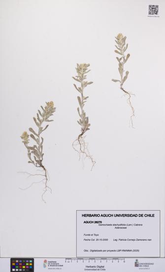 Gamochaeta stachydifolia [Espécimen: UCH:AGUCH:0026270]