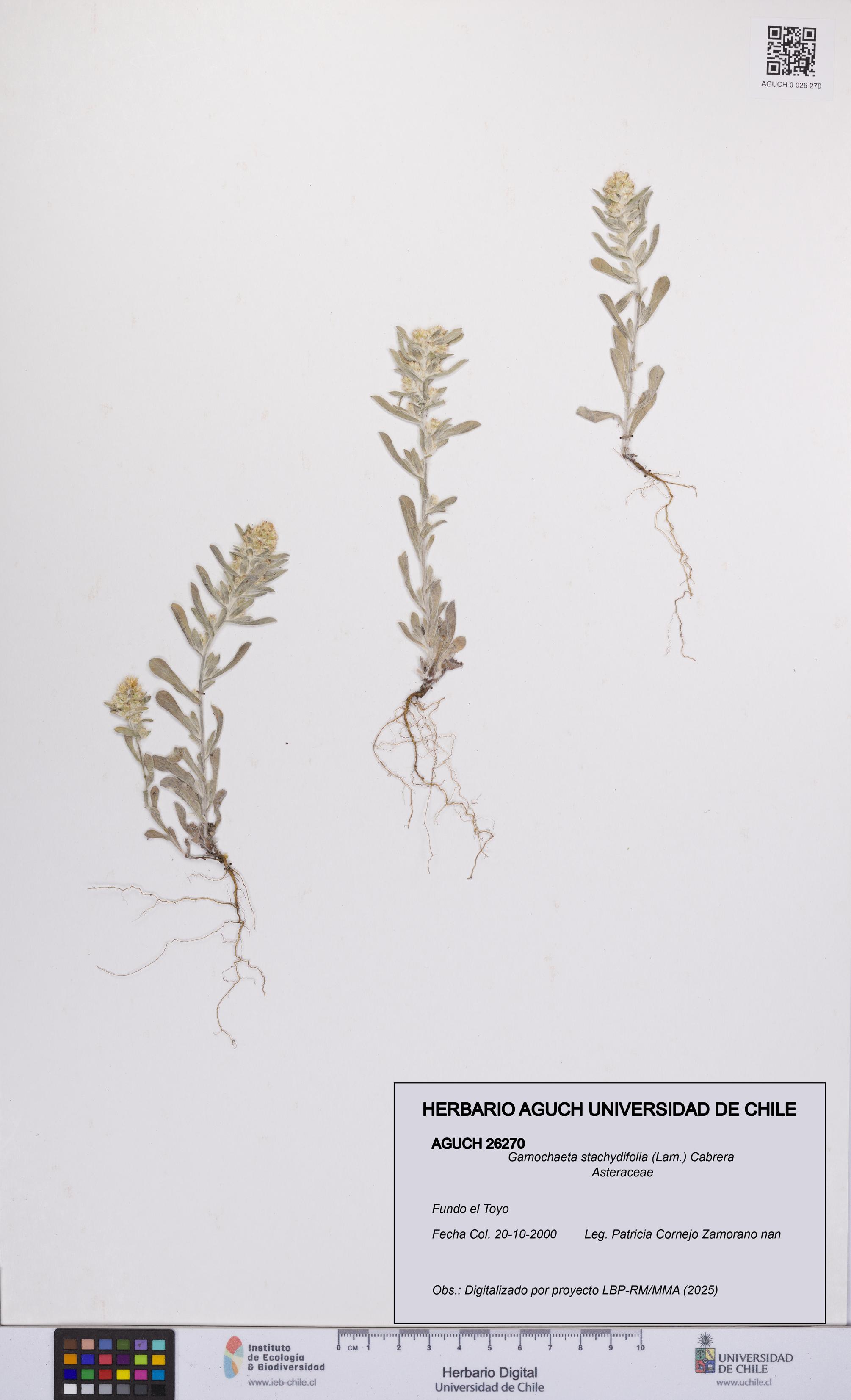 Gamochaeta stachydifolia [Espécimen: UCH:AGUCH:0026270]