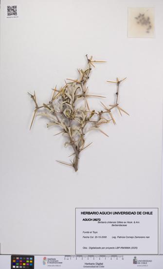 Berberis chilensis [Espécimen: UCH:AGUCH:0026272]