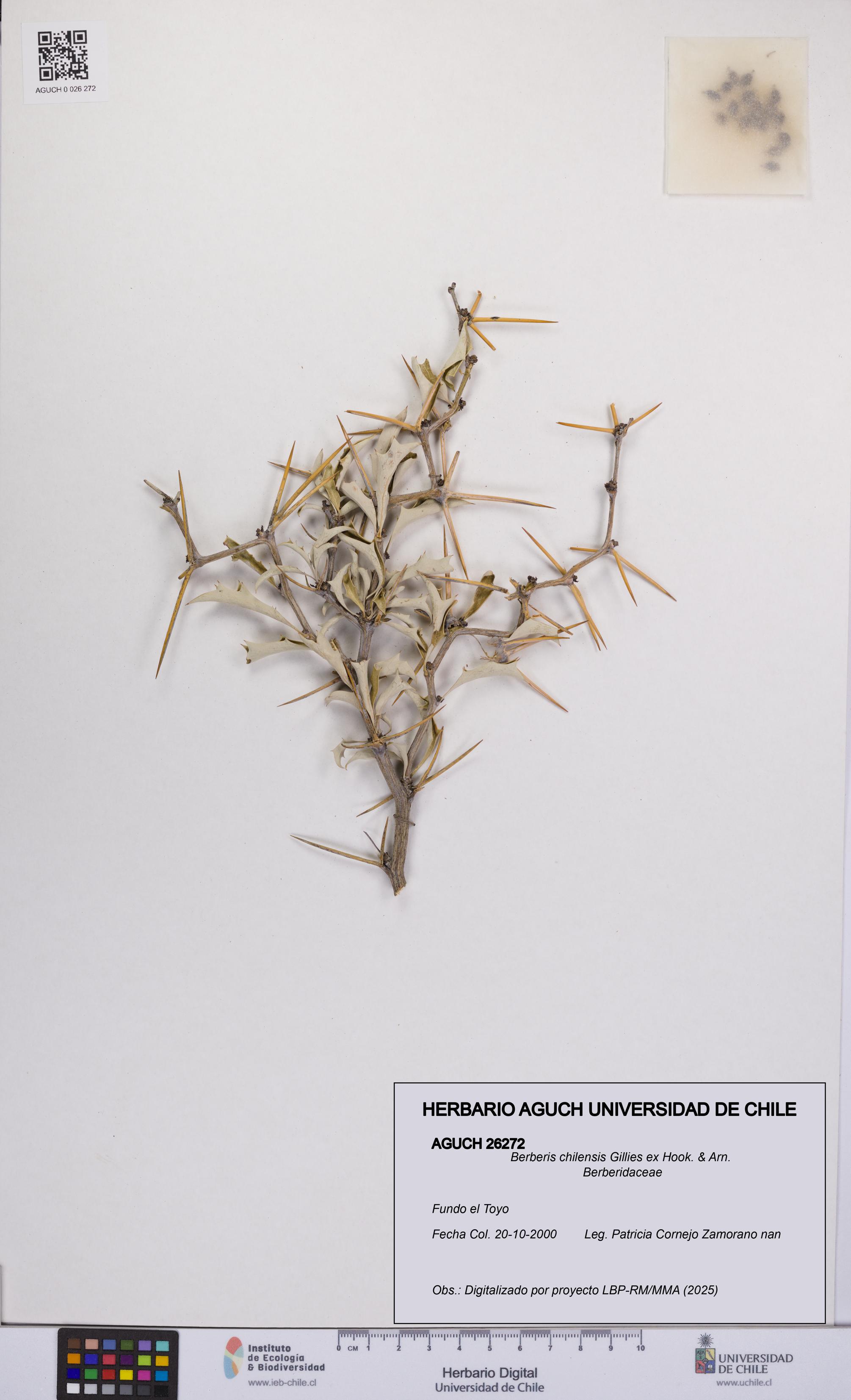 Berberis chilensis [Espécimen: UCH:AGUCH:0026272]