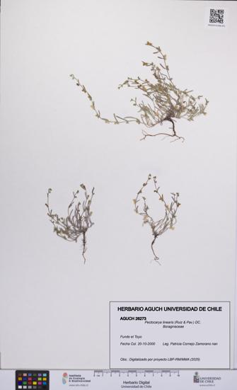 Pectocarya linearis [Espécimen: UCH:AGUCH:0026273]