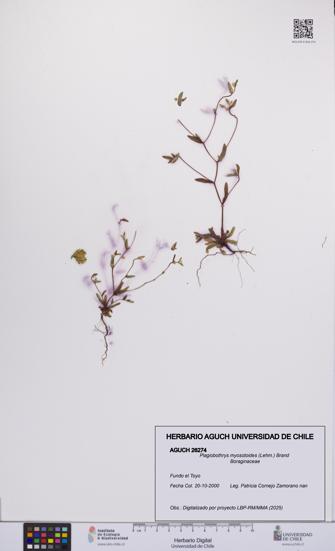 Plagiobothrys myosotoides [Espécimen: UCH:AGUCH:0026274]