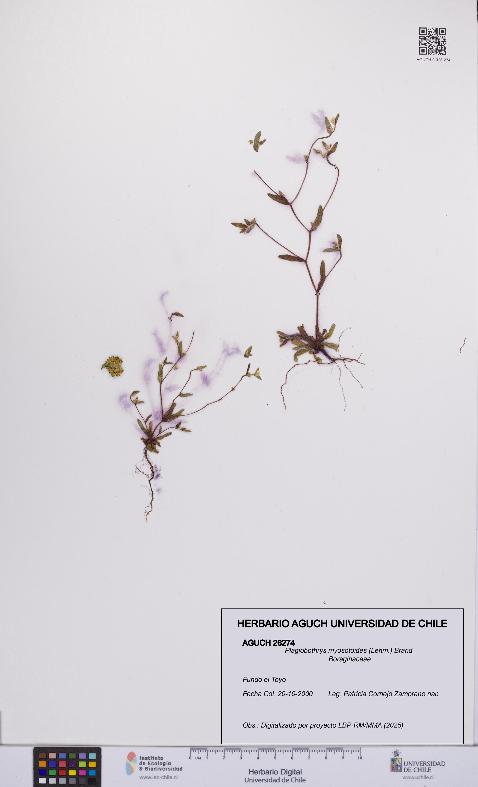 Plagiobothrys myosotoides [Espécimen: UCH:AGUCH:0026274]