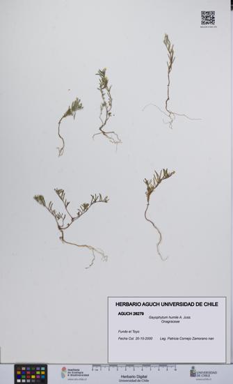 Gayophytum humile [Espécimen: UCH:AGUCH:0026279]