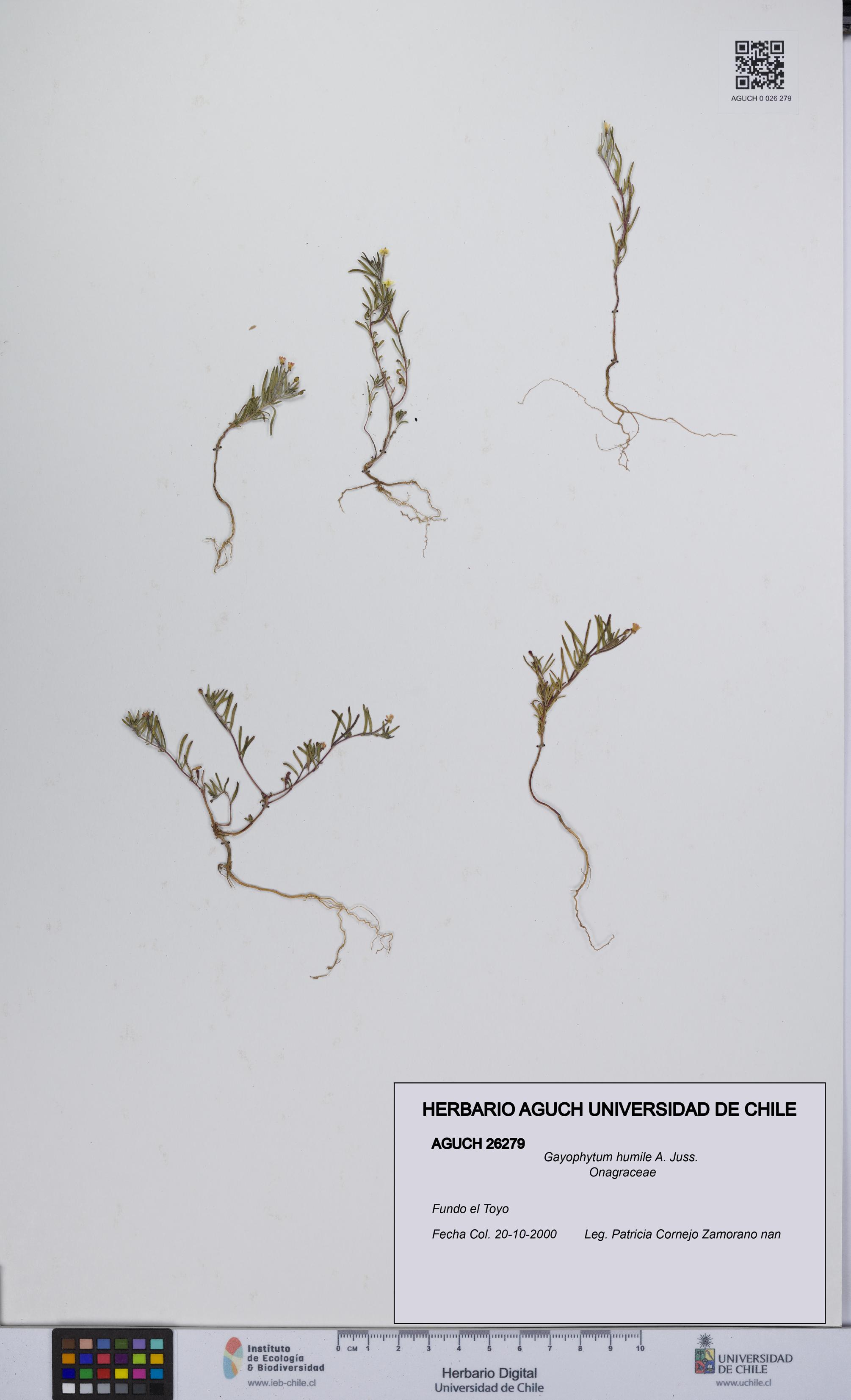 Gayophytum humile [Espécimen: UCH:AGUCH:0026279]