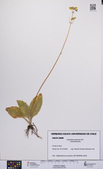 Calceolaria pratensis [Espécimen: UCH:AGUCH:0026286]