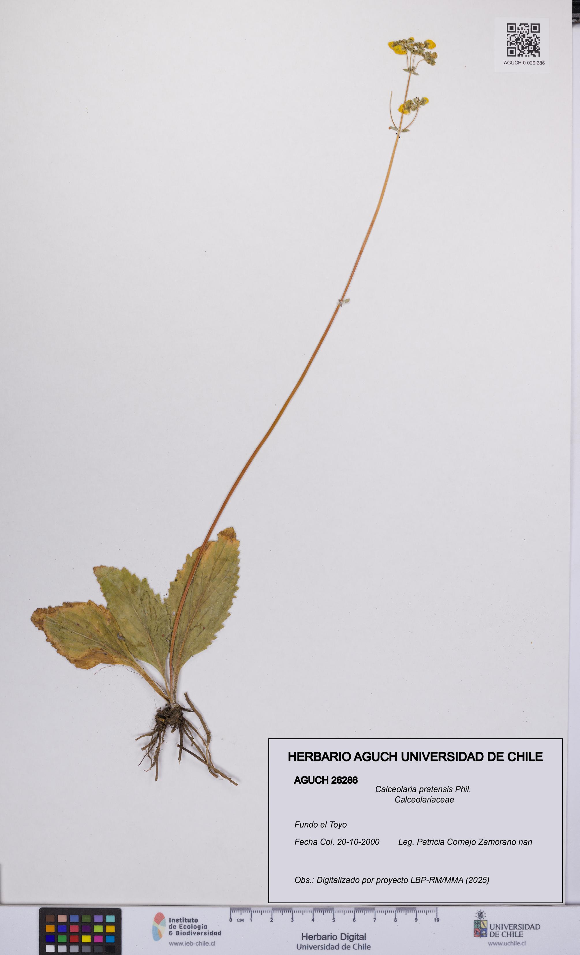 Calceolaria pratensis [Espécimen: UCH:AGUCH:0026286]