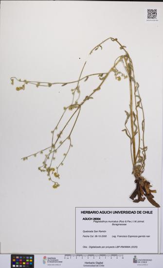 Plagiobothrys muricatus [Espécimen: ]