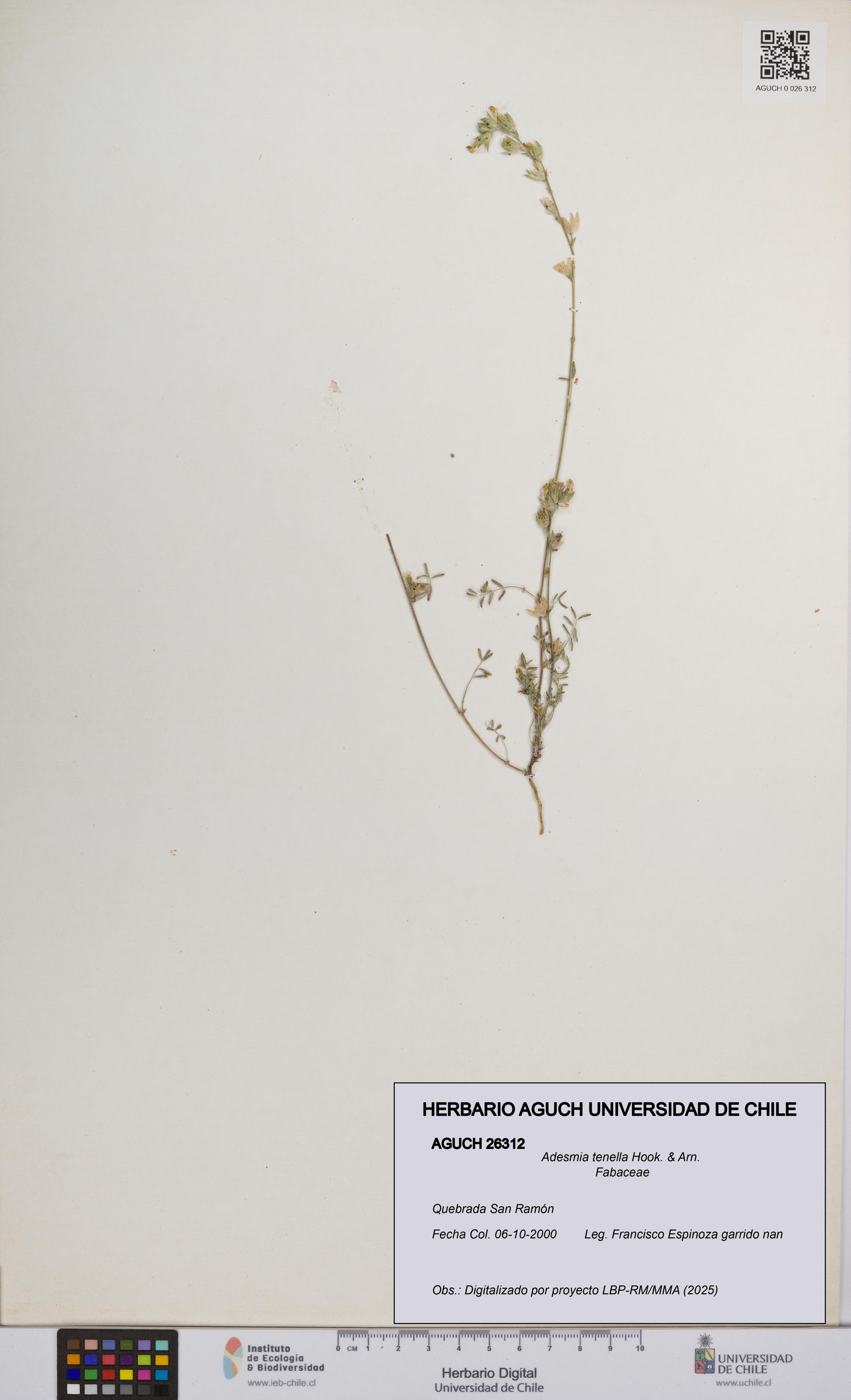 Adesmia tenella [Espécimen: UCH:AGUCH:0026312]
