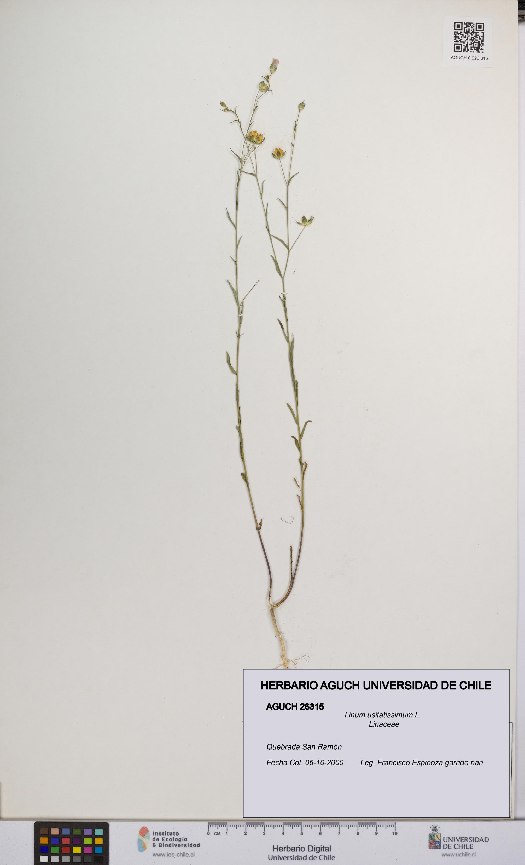 Linum usitatissimum [Espécimen: UCH:AGUCH:0026315]
