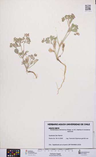 Homalocarpus dichotomus [Espécimen: UCH:AGUCH:0026319]