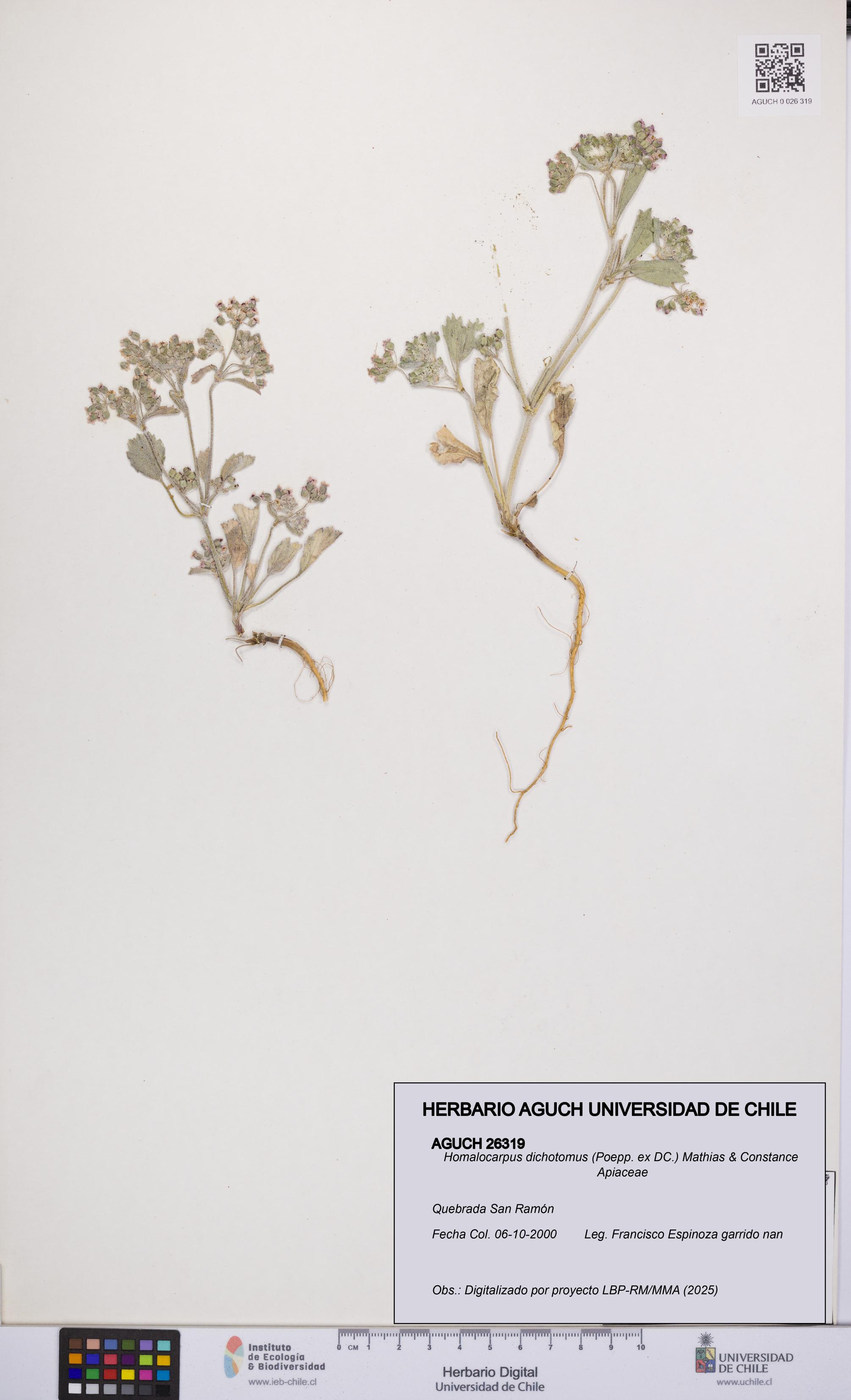 Homalocarpus dichotomus [Espécimen: UCH:AGUCH:0026319]