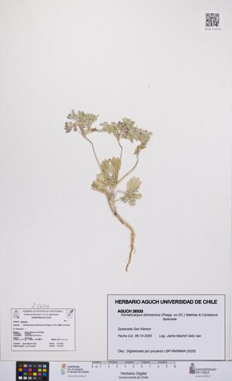 Homalocarpus dichotomus [Espécimen: UCH:AGUCH:0026333]