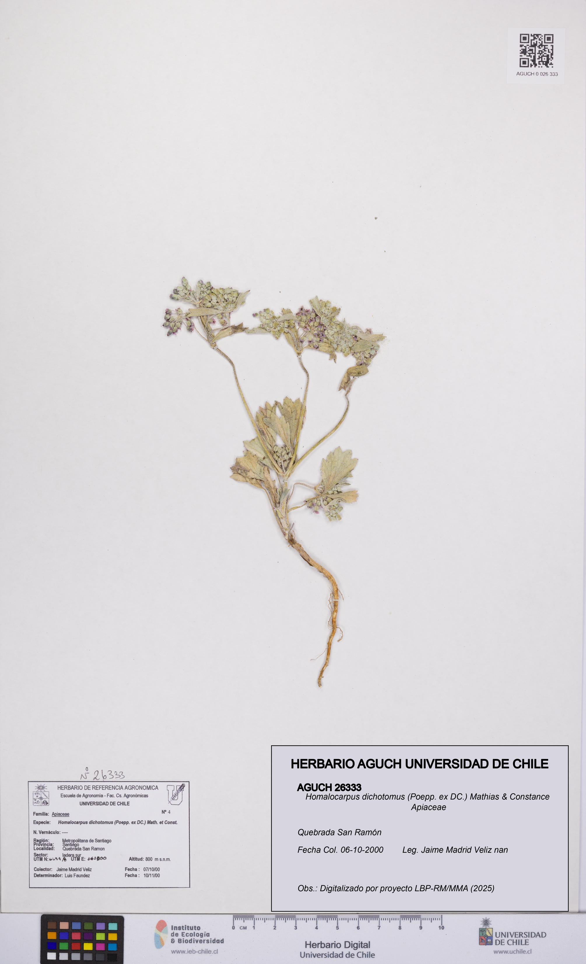 Homalocarpus dichotomus [Espécimen: UCH:AGUCH:0026333]