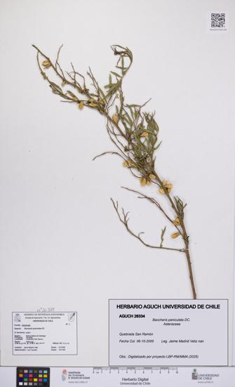 Baccharis paniculata [Espécimen: UCH:AGUCH:0026334]