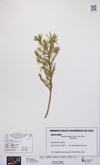Baccharis linearis [Espécimen: UCH:AGUCH:0026351]