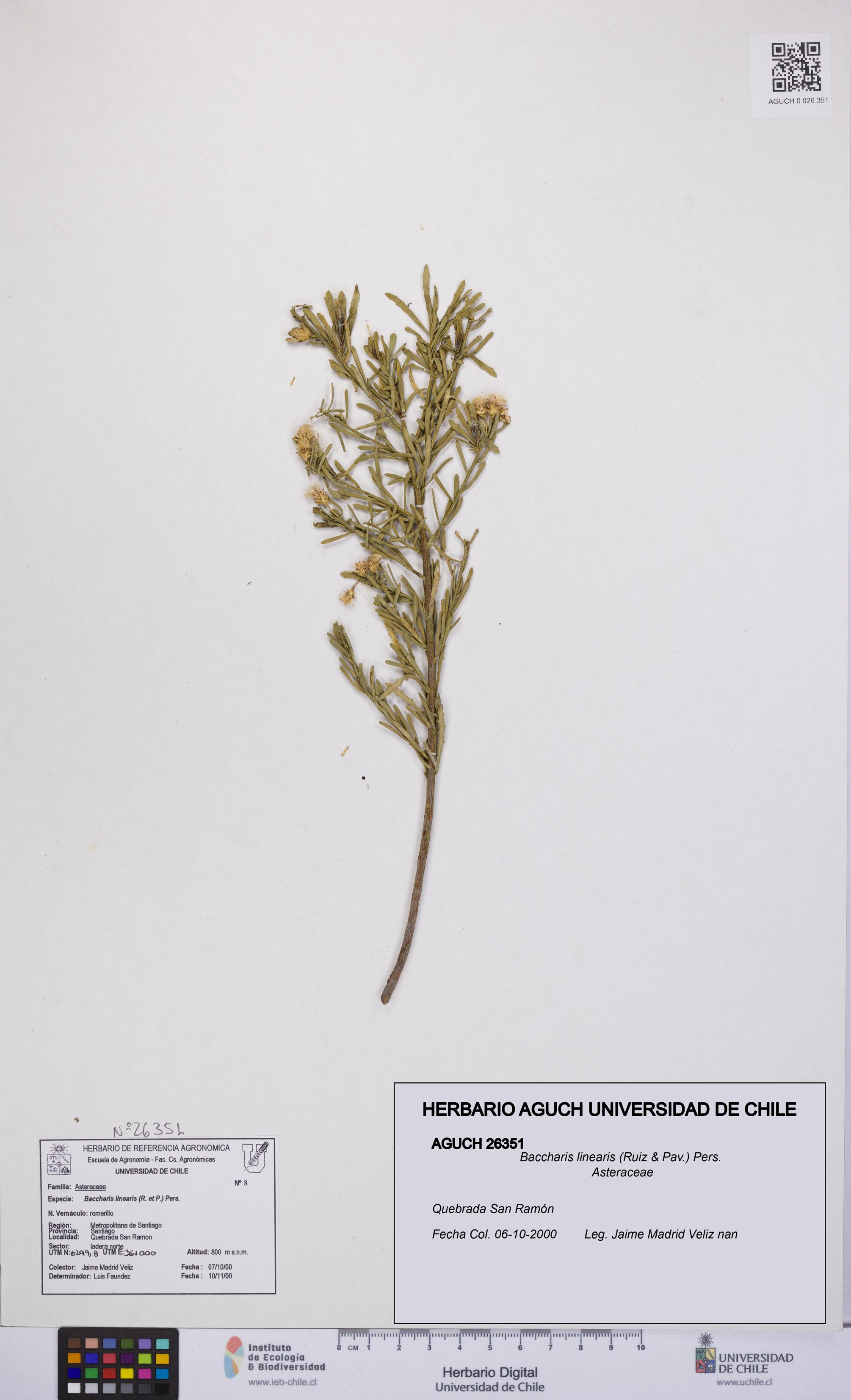 Baccharis linearis [Espécimen: UCH:AGUCH:0026351]