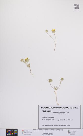 Chaetanthera ciliata [Espécimen: UCH:AGUCH:0026370]