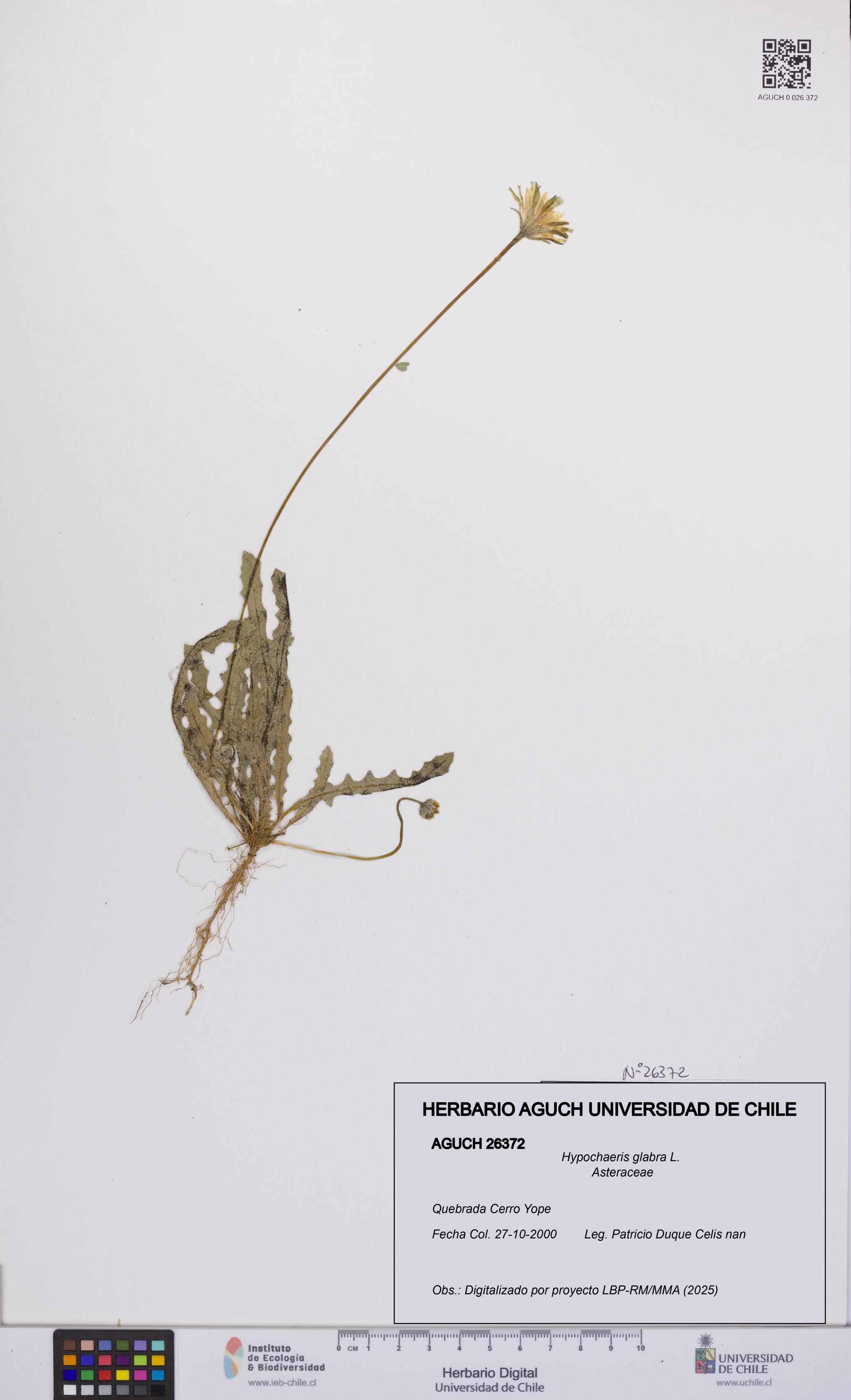 Hypochaeris glabra [Espécimen: UCH:AGUCH:0026372]