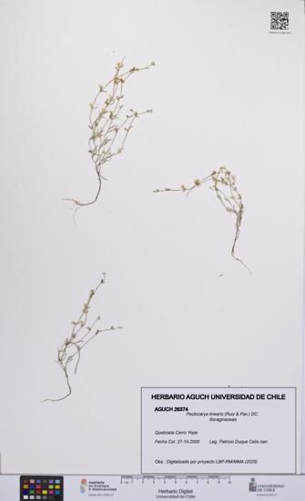 Pectocarya linearis [Espécimen: UCH:AGUCH:0026374]