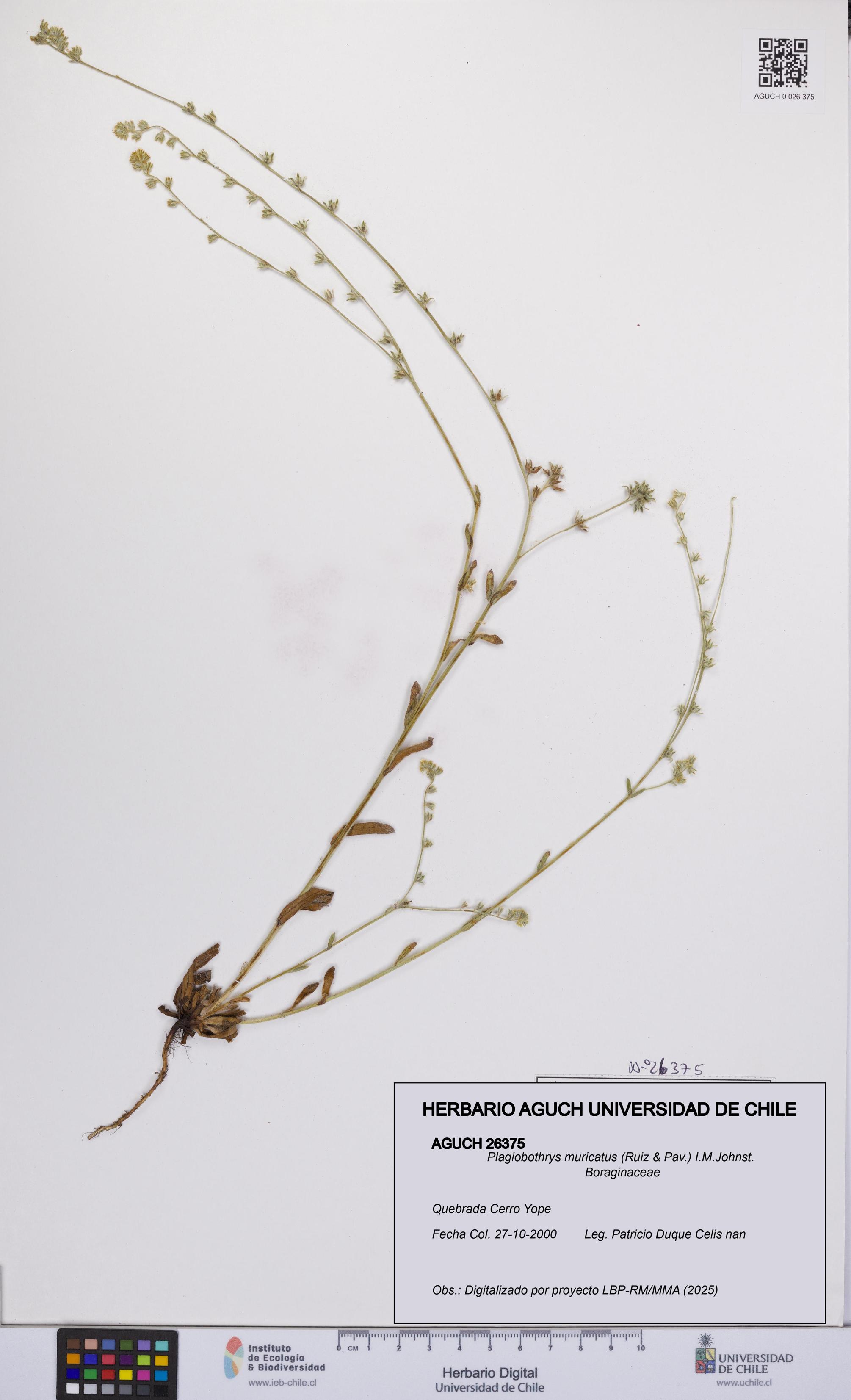 Plagiobothrys muricatus [Espécimen: ]