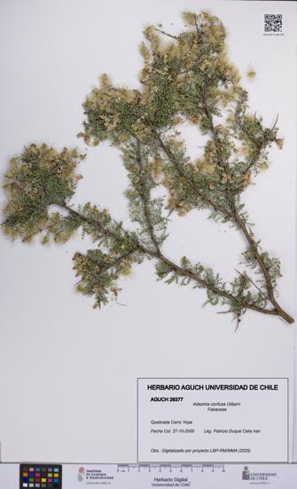 Adesmia confusa [Espécimen: UCH:AGUCH:0026377]