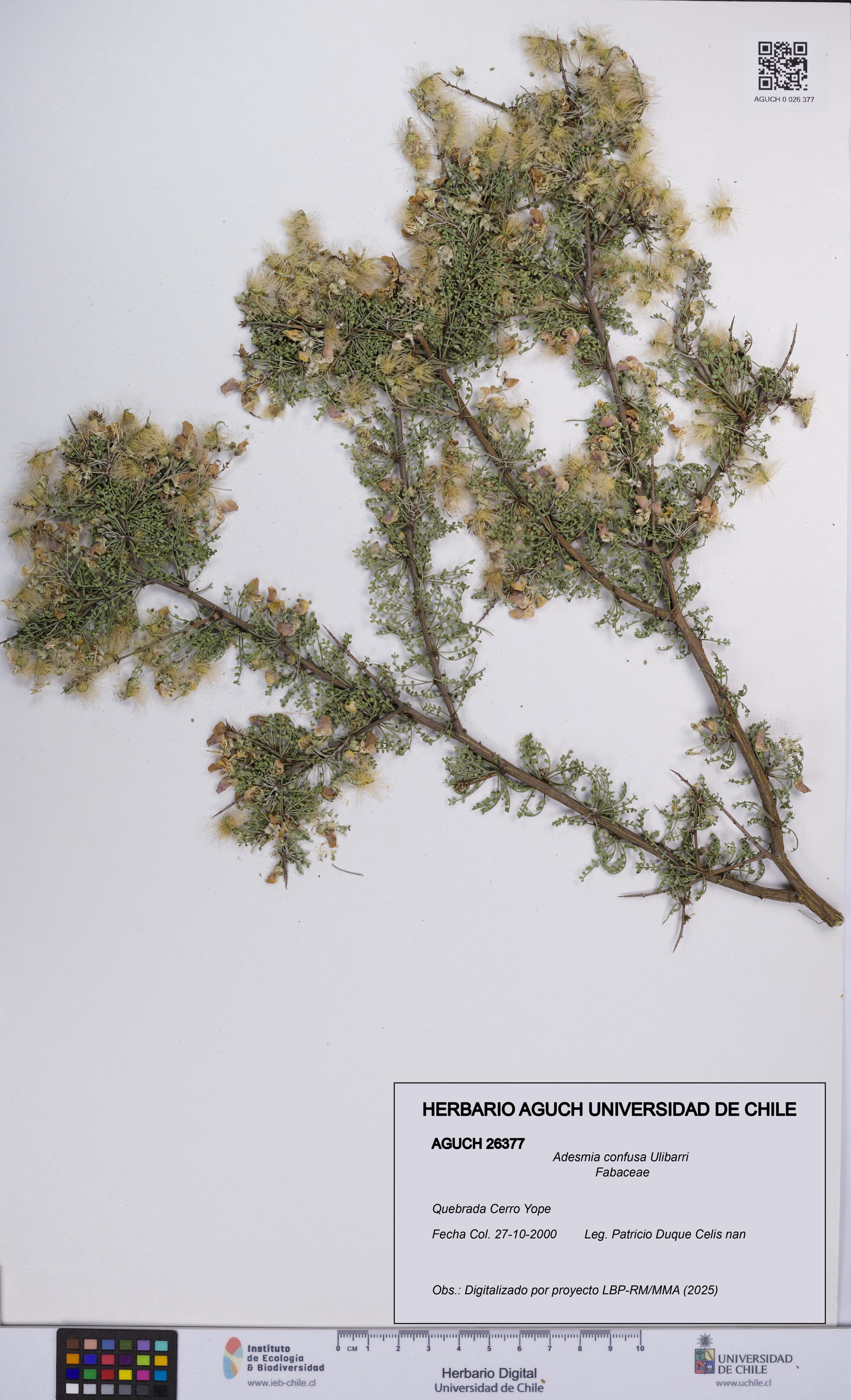 Adesmia confusa [Espécimen: UCH:AGUCH:0026377]