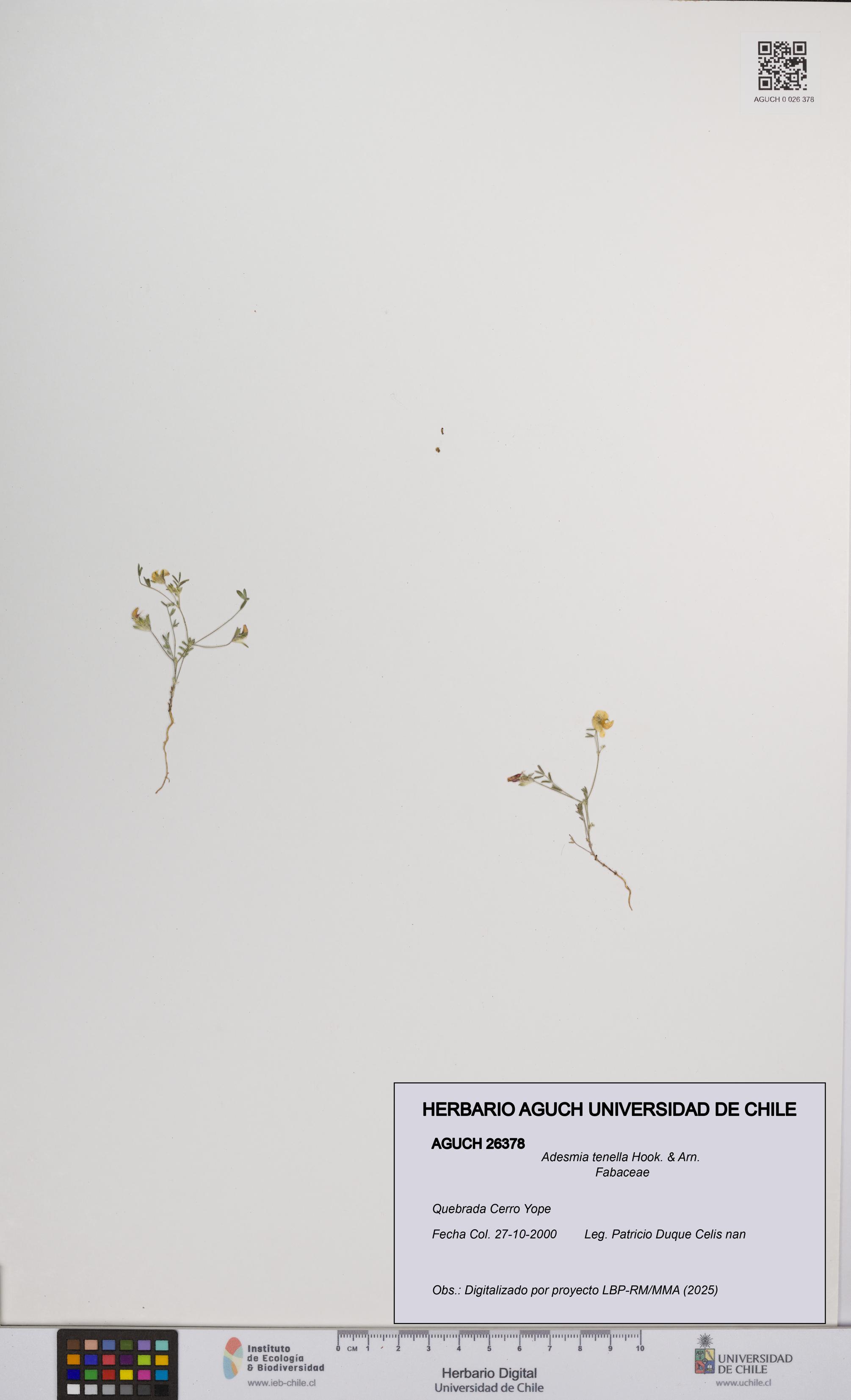 Adesmia tenella [Espécimen: UCH:AGUCH:0026378]