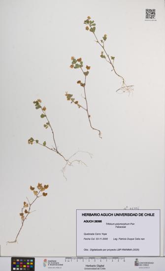 Trifolium polymorphum [Espécimen: UCH:AGUCH:0026395]